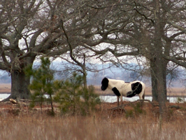 Misty of Chincoteague