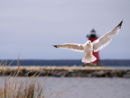 Upper Peninsula to Canada