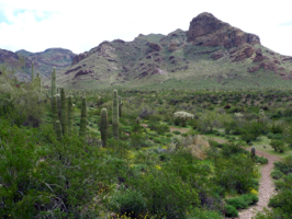 A Green Green Desert