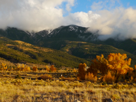 Aspen Trees at Great Dunes