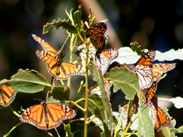 Monarch Butterflies