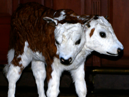 Two Headed Cow