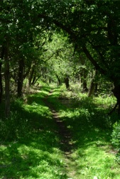 Appalachian Trail - Compton Gap to Hogback