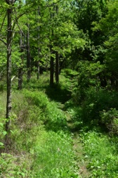 Appalachian Trail - Compton Gap to Hogback