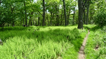 Appalachian Trail - Compton Gap to Hogback