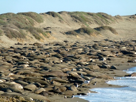 California’s Glorious Middle Coast