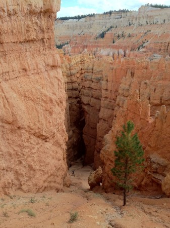 Much of the Queens Garden Loop is peppered  with hoodoos and there are stretches of with tall canyon walls.