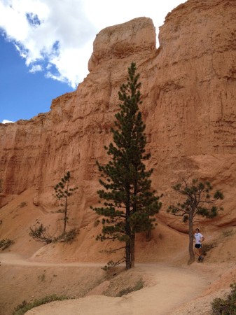 Within Bryce there were few trees but when you found one it was a delicious dash of green on the red and blue setting.