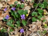 Appalachian Trail