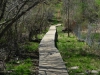 Appalachian Trail