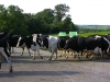 to-cambridge-cow-crossing
